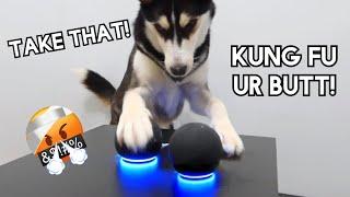 HUSKY Reacts to TWO ALEXA'S! (SHE BEATS THEM UP)