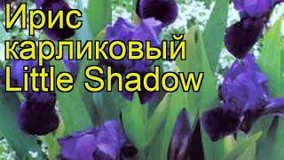 Ирис карликовый Литл Шадоу. Краткий обзор, описание характеристик iris pumila Little Shadow