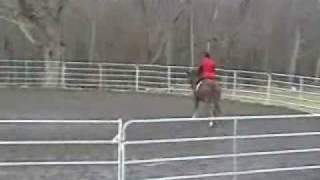 Training the Welsh Cob