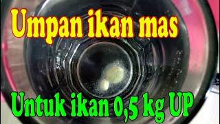 Racikan umpan ikan mas setengah kilo up dan test keluruhan umpan