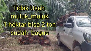 INVESTASI! 5,3 Ton dari  kebun 2,3 hektar