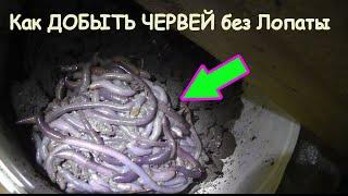 КАК ДОБЫТЬ ЧЕРВЕЙ БЕЗ ЛОПАТЫ для рыбалки. Ночная охота на Выползков после дождя