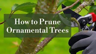 How to Prune Ornamental Trees | Tree 101