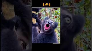 Funny Animals ️‍#viralvideo #funnyanimals #funny #foryou #subscribe