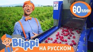 Песня Про Сбор Малины | Обучающие Песни для детей | Blippi Russian