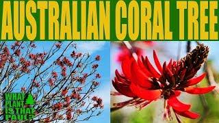 Australian Coral Tree - A medium to large semi-deciduous tree with large Red flowers