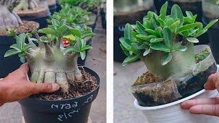 Factors Affecting Growing Adenium Plant Stems. ( SUBTITLE ) Desert Rose Bonsai