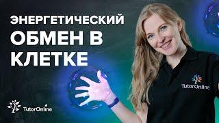 Энергетический обмен в клетках, распад углеводов и белков | Биология | TutorOnline