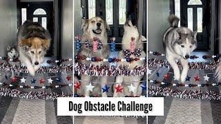 Huskies Attempt a Hallway Obstacle Challenge