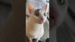 Crisis-mode #cats #catshorts #funnyanimals #indooroutdoorkat