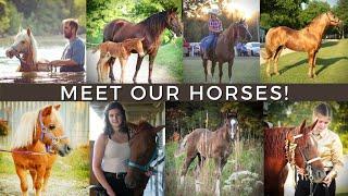 Meet All Of Our Horses! ~ 19 AND COUNTING!!!