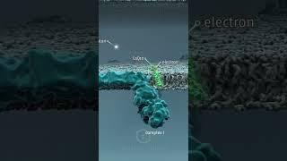 How Mitochondria Produce Energy - Oxidative Phosphorylation