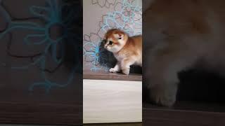 Малышка 
