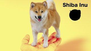 "Shiba Inu"The process of making with wool felt