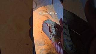 This lizard disappears in the blink of an eye! #reptiles #pets #lizard #skink