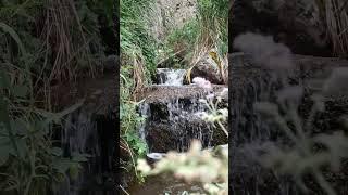 7 seconds of stream in the mountains #mountains