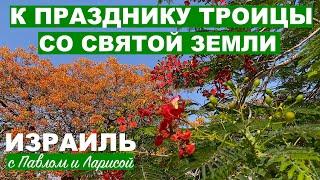 Святая Земля | Троица в Иерусалиме