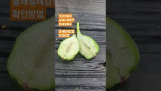 영동친환경무화과 배재필회장 총채벌레 확인방법 #영동친환경무화과 #무화과 #유기농무화과 #친환경무화과 #무농약무화과 #무화과총채벌레확인방법 #무화과나무 #무화과열매 #무화과방제