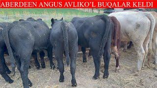 120/BOSH ABERDEEN ANGUS AVLIKO’L BUQALAR KELDI NARXLARIHAM YO’LIDA SHOSHILAMIZ