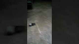 bocil bocil ngentot  #shorts
