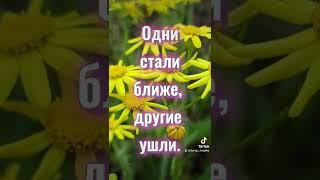 Цитаты про жизнь. Красивое видео для сторис в инстаграм. Цветы. Природа