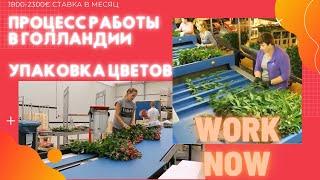 Работа на цветах в Голландии  Как это происходит? | Work Now