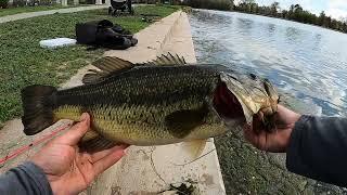 How to Catch Bass With Live Worms