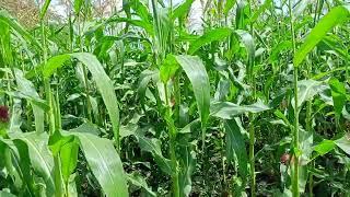 Soya beans doing very bad. Expecting poor harvest.