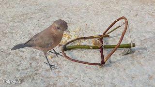 How To Make A Bird Trap Out Of Sticks Works 100% - Simple Bird Trap 