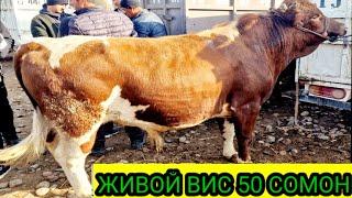 ШАХРИТУС МОЛ БОЗОР ЖИВОЙ ВИС 50 СОМОН 1 К Л Г ГУШТИ ГОВ  09 03 2025 .