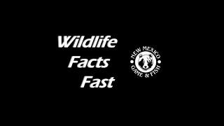 Wildlife Tricksters