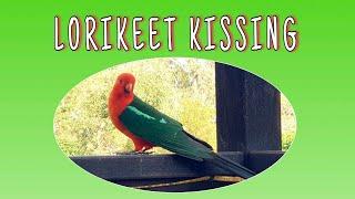 #shorts #youtubeshorts   BIRDS CAUGHT IN THE ACT Kissing | BISDAK SAOZ