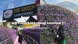 。AGRO MARKET & SHEEP SANCTUARY。 ||CAMERON HIGHLAND 