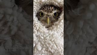 Angry owl burrito  #owl #burrowingowl #cutebird #funnyanimalvideos #owllovers