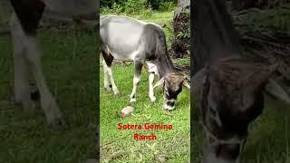 sotera gemino Ranch. Masbate Philippines  George Cow