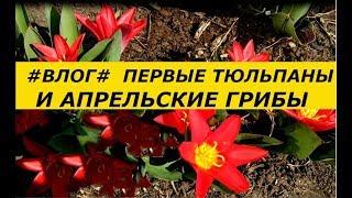 ПЕРВЫЕ ТЮЛЬПАНЫ , АПРЕЛЬСКИЕ ГРИБЫ, САЖАЮ ГОРОХ, ТЕПЛИЦА