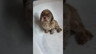 Poor and adorable little dog ️ #petrescue #rescuedog #rescue  #lovedog #dogrescue #puppy