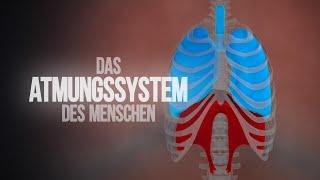 Atmungssystem - Aufbau und Funktionsweise der Lunge (Animation)