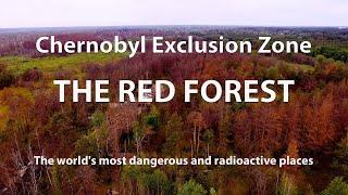 The Red Forest. The most dangerous and radioactive places in the world. Chernobyl Exclusion Zone