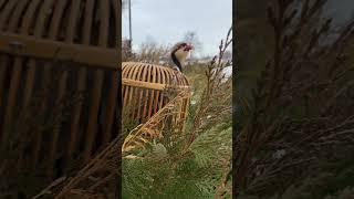 Keklik Sesi Efsane (Keklik Hengamesi) - الحجل طائر - куропатка - partridge