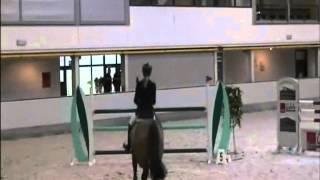 Wild Romance `Sporthorses from Holland` FOR SALE  peter bulthuis