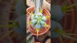 Trichocereus #cactus #flowers #nature #gardening #cacti #plants #succulents #trichocereus #reels