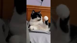 Catfishing #funnypetvideos #catshorts