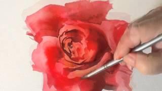 How to Paint a Red Rose in Watercolours by Trevor Waugh