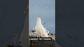 WHITE BASRA #pigeon #alhamdulillah #bird #topqualitypigeons #pigeonbird