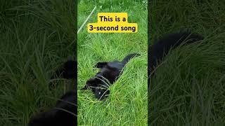 Three-second Song! #cat #pets #catvideos #catshorts #viralshorts