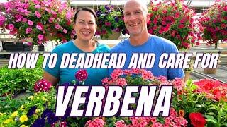 VERBENA - How to Deadhead and Care For
