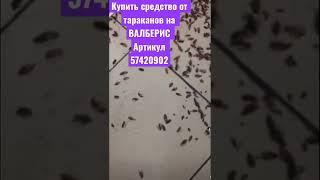 Средство от тараканов лучшее средство от тараканов Форсайт тараканы умрут заполонили дом тараканы