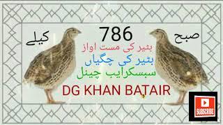 بٹیر کی آواز صبح کیلے #batair_ki_awaz #batair_ka_shikar #batair #dgkhan