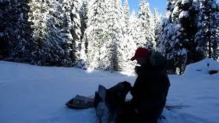 Elkhound Raw Food Program Outline